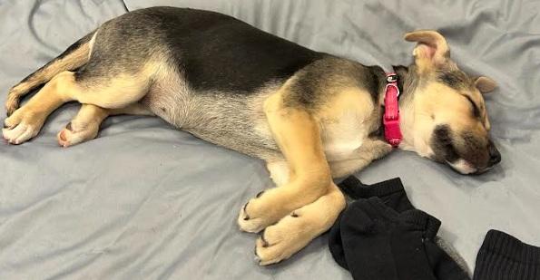 Enlarge Maizi, a Adopted mixed breed in Zebulon, GA image 2/6