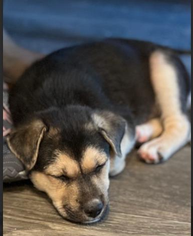 Enlarge Maizi, a Adopted mixed breed in Zebulon, GA image 3/6
