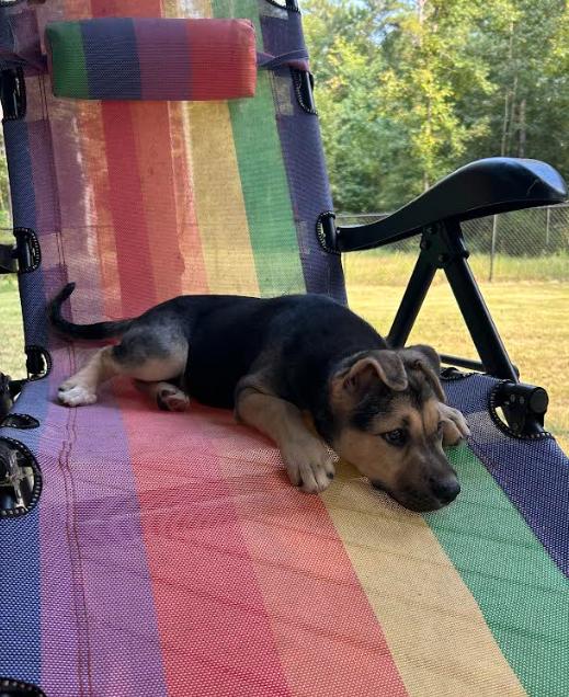 Enlarge Maizi, a Adopted mixed breed in Zebulon, GA image 4/6
