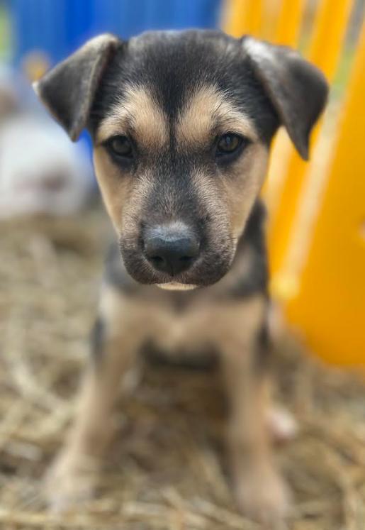 Enlarge Maizi, a Adopted mixed breed in Zebulon, GA image 5/6