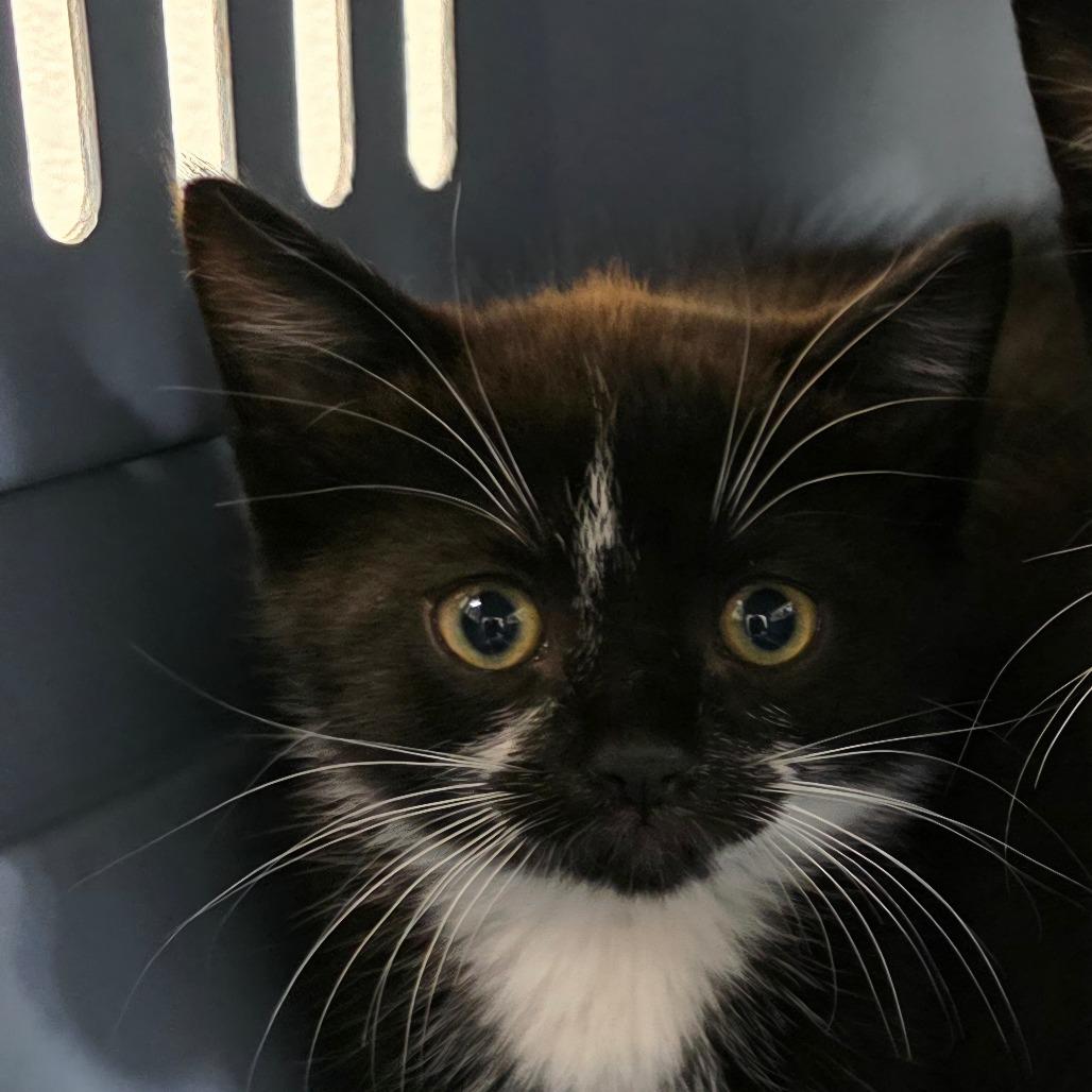 Little Dot, Adoptable, Kitten Female Domestic Short Hair.