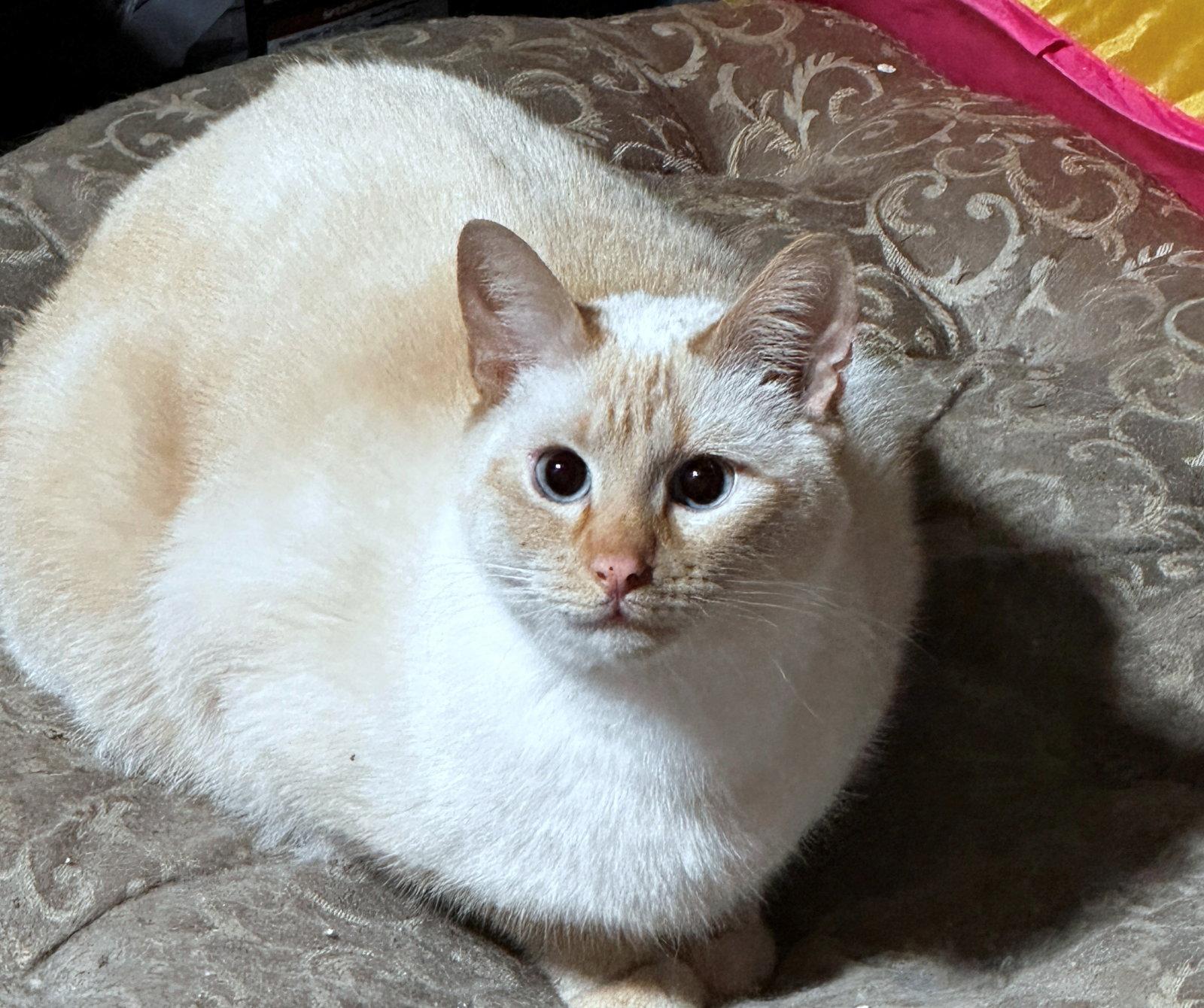 Rice & Mustard - Offred by Owner - Bonded Pair, a Adoptable mixed breed in Hillsboro, OR image 2/3