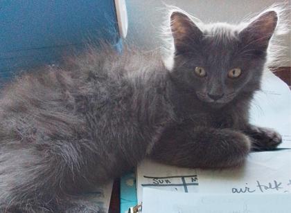 Smokey, Adoptable, Young Male Domestic Medium Hair & Domestic Short Hair.