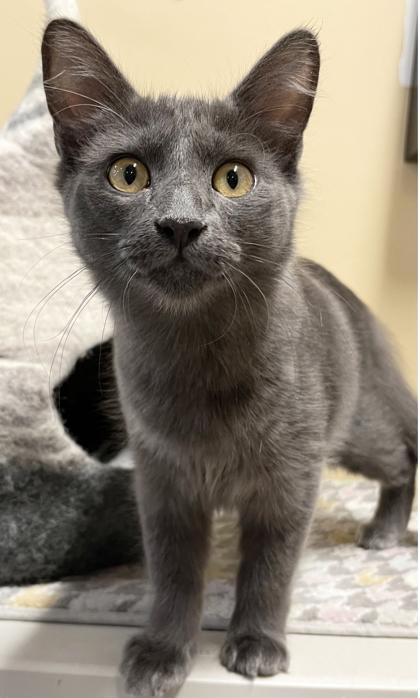 Enlarge Smokey, a Adoptable mixed breed in Encinitas, CA image 2/3