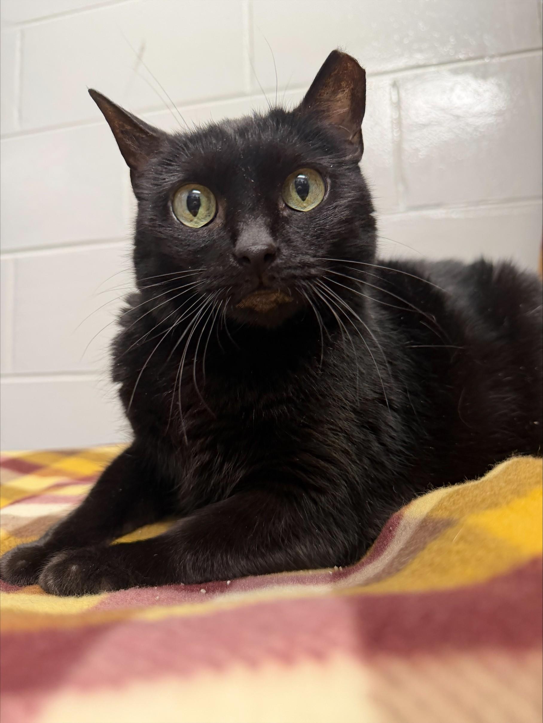 Enlarge Soot, a ADOPTABLE Domestic Short Hair in Yorkville, IL image 1/1