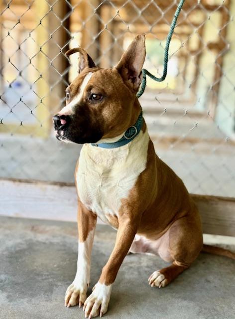 Opie is so well-behaved! He's an Angel. Uber doggie Social Boxer Mix Great Family dog, a Adoptable mixed breed in Richmond, VA image 3/5