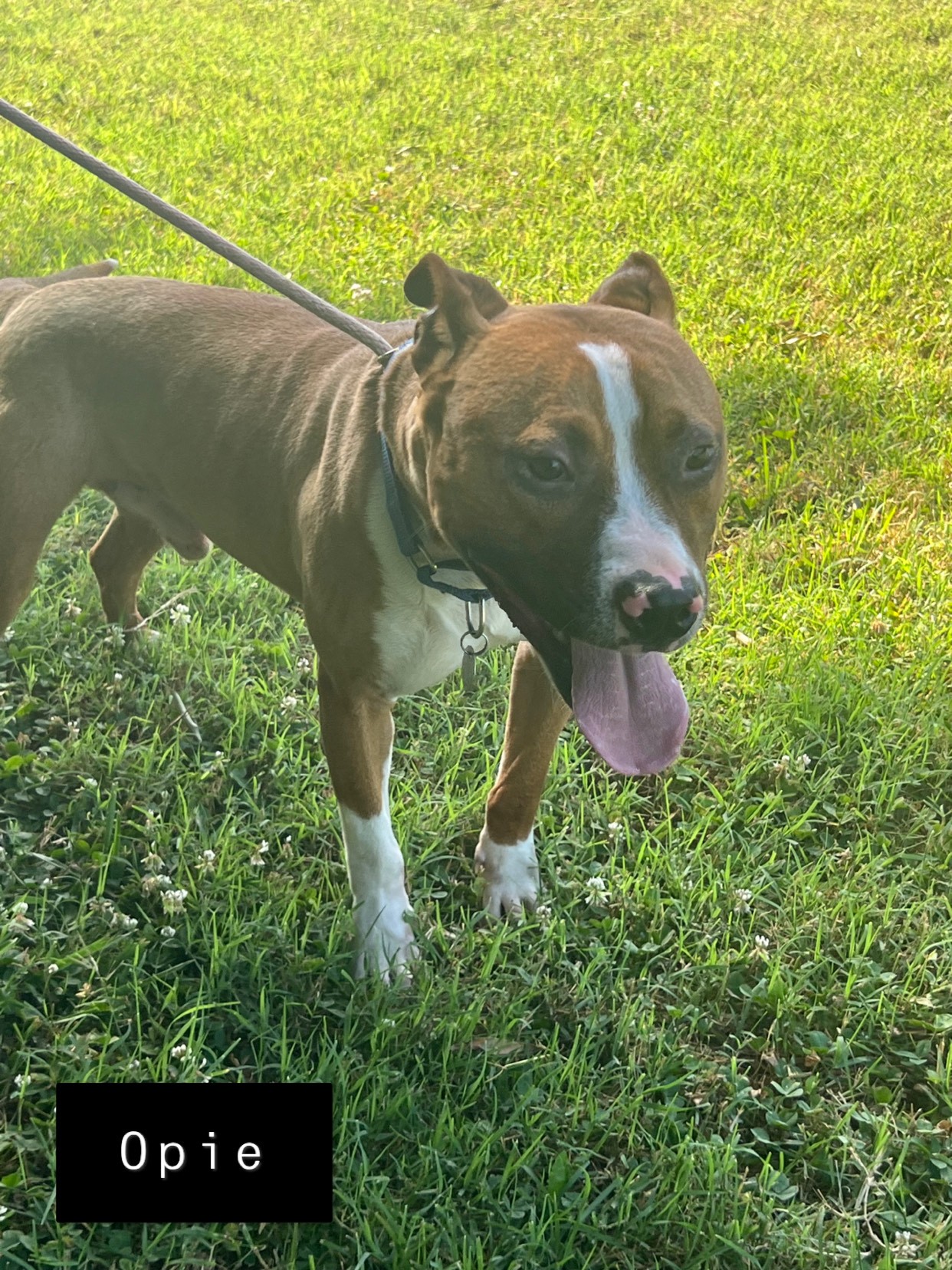 Opie is so well-behaved! He's an Angel. Uber doggie Social Boxer Mix photo 2