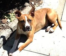 Opie is so well-behaved! He's an Angel. Uber doggie Social Boxer Mix