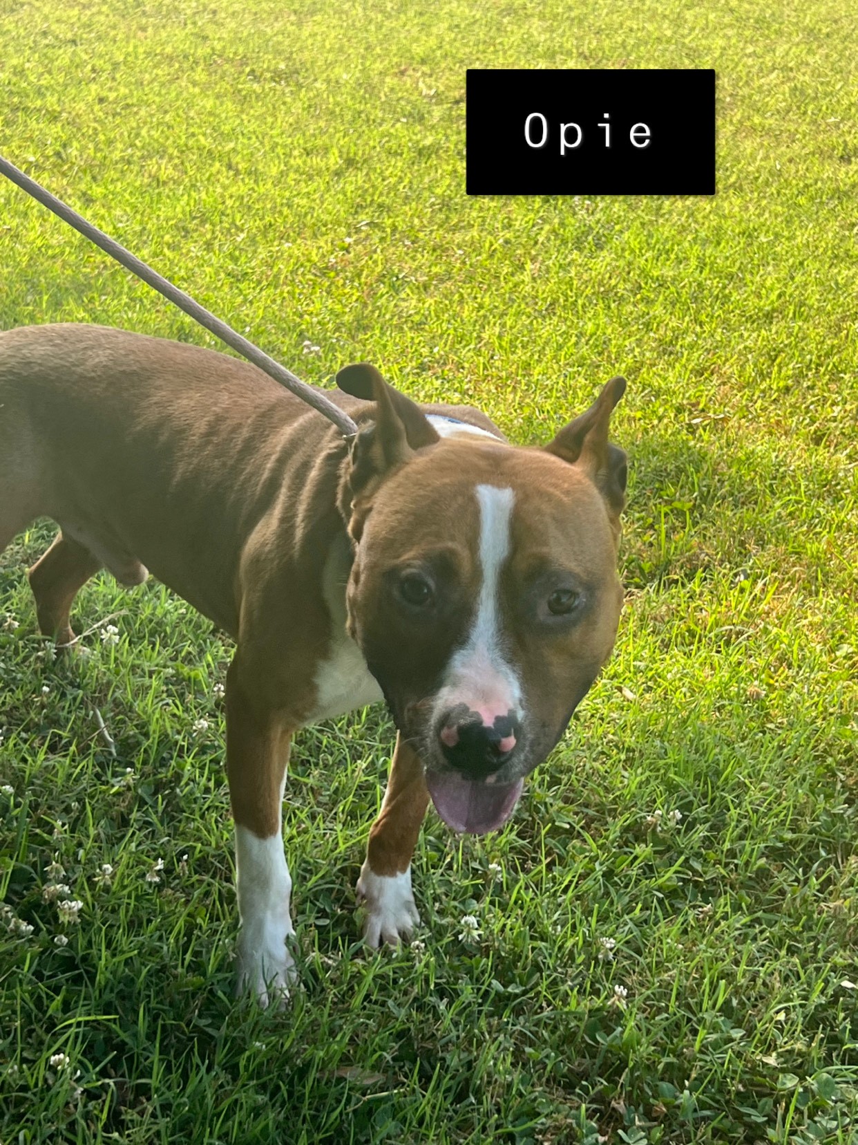 Opie is so well-behaved! He's an Angel. Uber doggie Social Boxer Mix photo 3