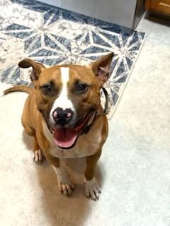 Opie Uber Ball Chaser!  Speak to his Foster in Norwalk, CT His tail is always wagging