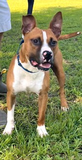 Opie is so well-behaved! He's an Angel. Uber doggie Social Boxer Mix Great Family dog, a Adoptable mixed breed in Richmond, VA image 4/5