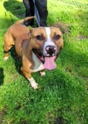 Opie is so well-behaved! He's an Angel. Uber doggie Social Boxer Mix photo 7