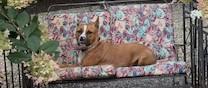 Opie is so well-behaved! He's an Angel.  Uber doggie Social  Boxer Mix Great Family dog