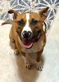 Opie Uber Ball Chaser!  Speak to his Foster in Norwalk, CT His tail is always wagging