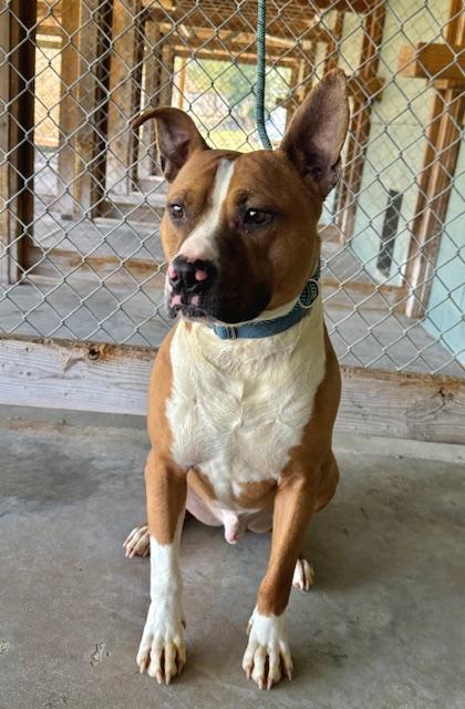 Opie Uber Ball Chaser!  Speak to his Foster in Norwalk, CT His tail is always wagging
