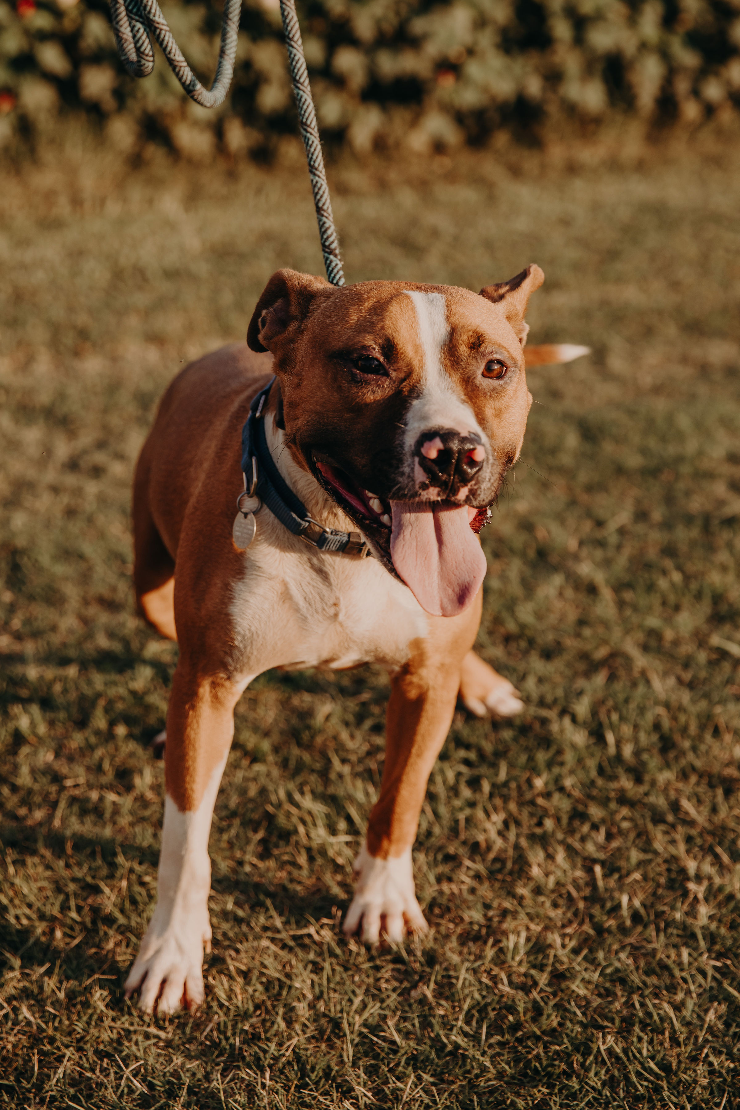 Opie Uber Ball Chaser!  Speak to his Foster in Norwalk, CT His tail is always wagging