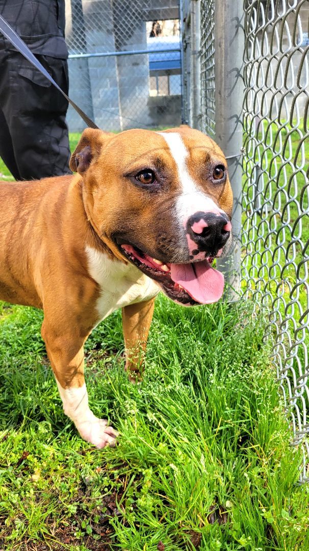 Opie is so well-behaved! He's an Angel. Uber doggie Social Boxer Mix photo 9