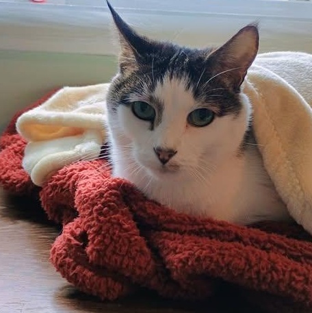 Enlarge SQUEAK, a Adoptable Domestic Short Hair in Wolcott, VT image 1/1