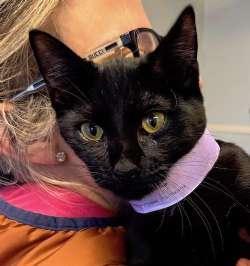 Binx, Adoptable, Kitten Female Domestic Short Hair.