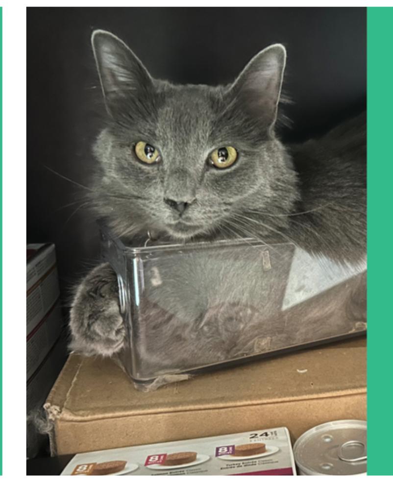 Enlarge Maui, a Adoptable mixed breed in Lafayette, CO image 1/5