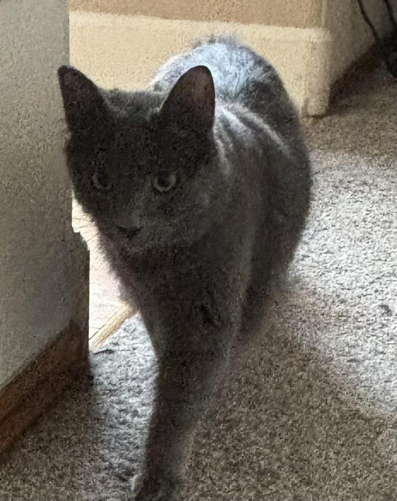 Enlarge Maui, a Adoptable mixed breed in Lafayette, CO image 2/5