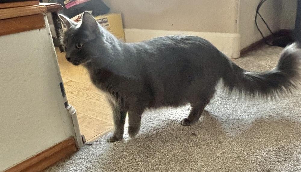 Enlarge Maui, a Adoptable mixed breed in Lafayette, CO image 3/5