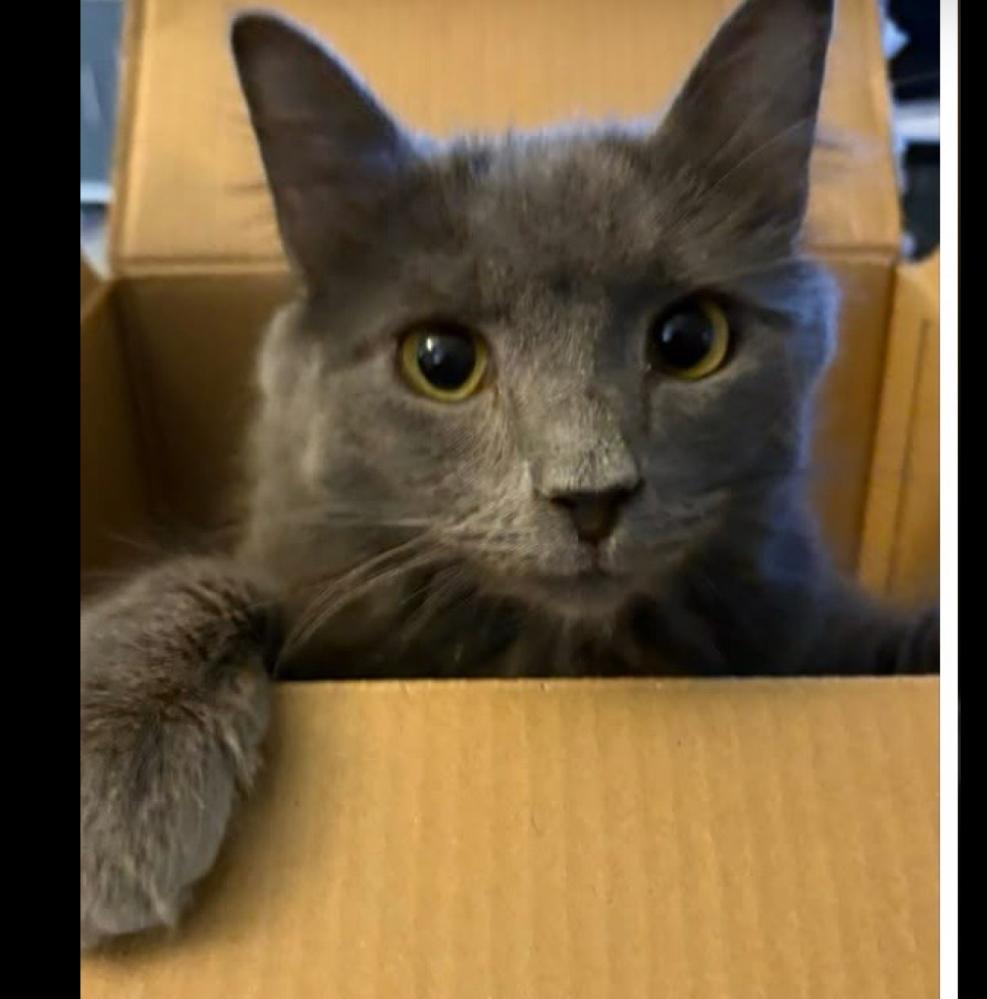 Enlarge Maui, a Adoptable mixed breed in Lafayette, CO image 4/5