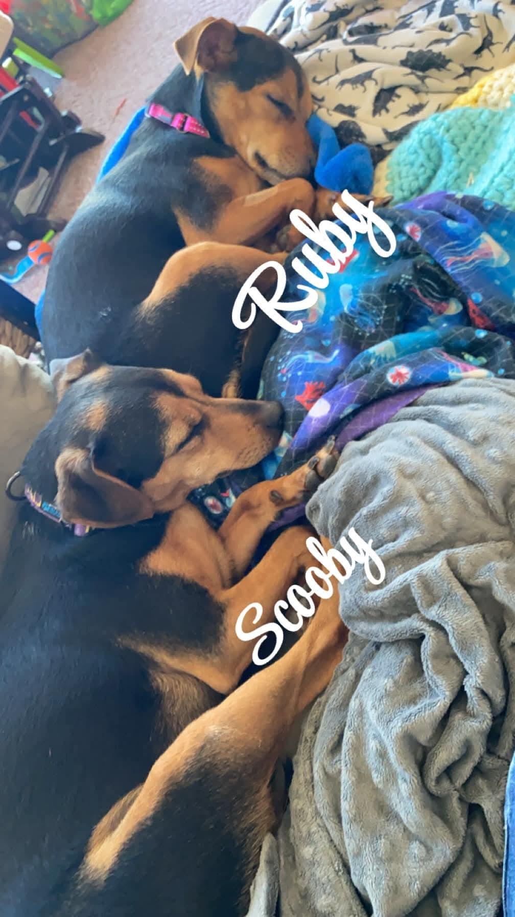 Scooby   $ thumbnail 5