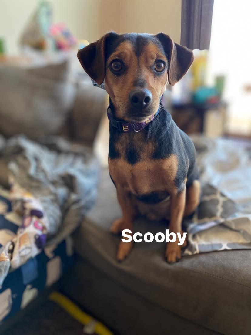 Scooby   $ thumbnail 4
