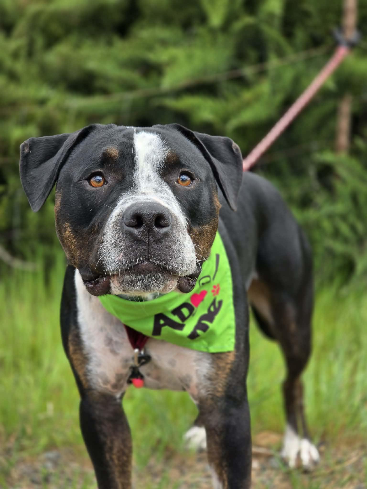 Enlarge Cosmo, a ADOPTABLE mixed breed in Grants Pass, OR image 3/5