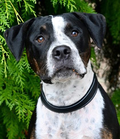 Enlarge Cosmo, a ADOPTABLE mixed breed in Grants Pass, OR image 2/5