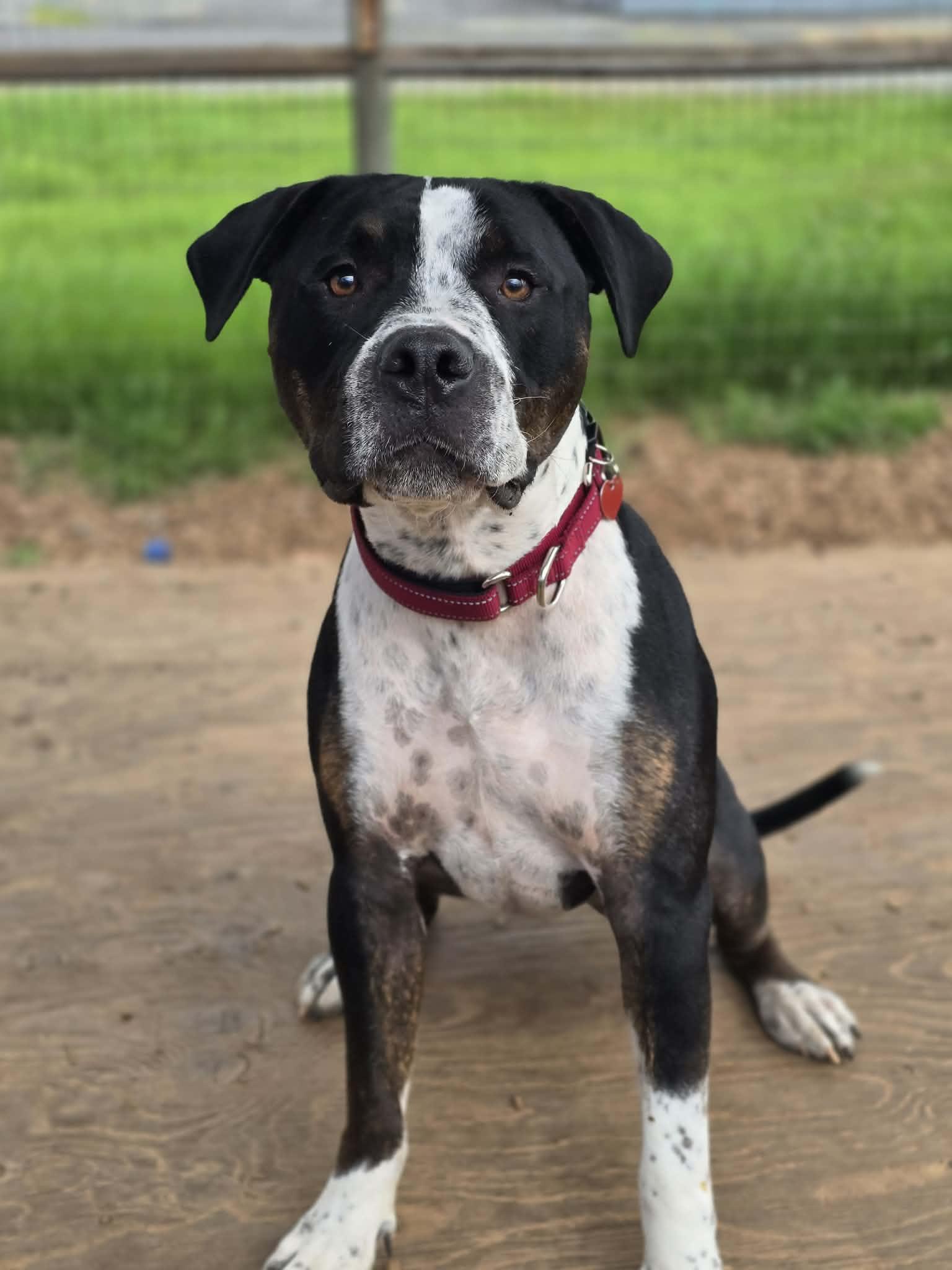 Enlarge Cosmo, a ADOPTABLE mixed breed in Grants Pass, OR image 5/5