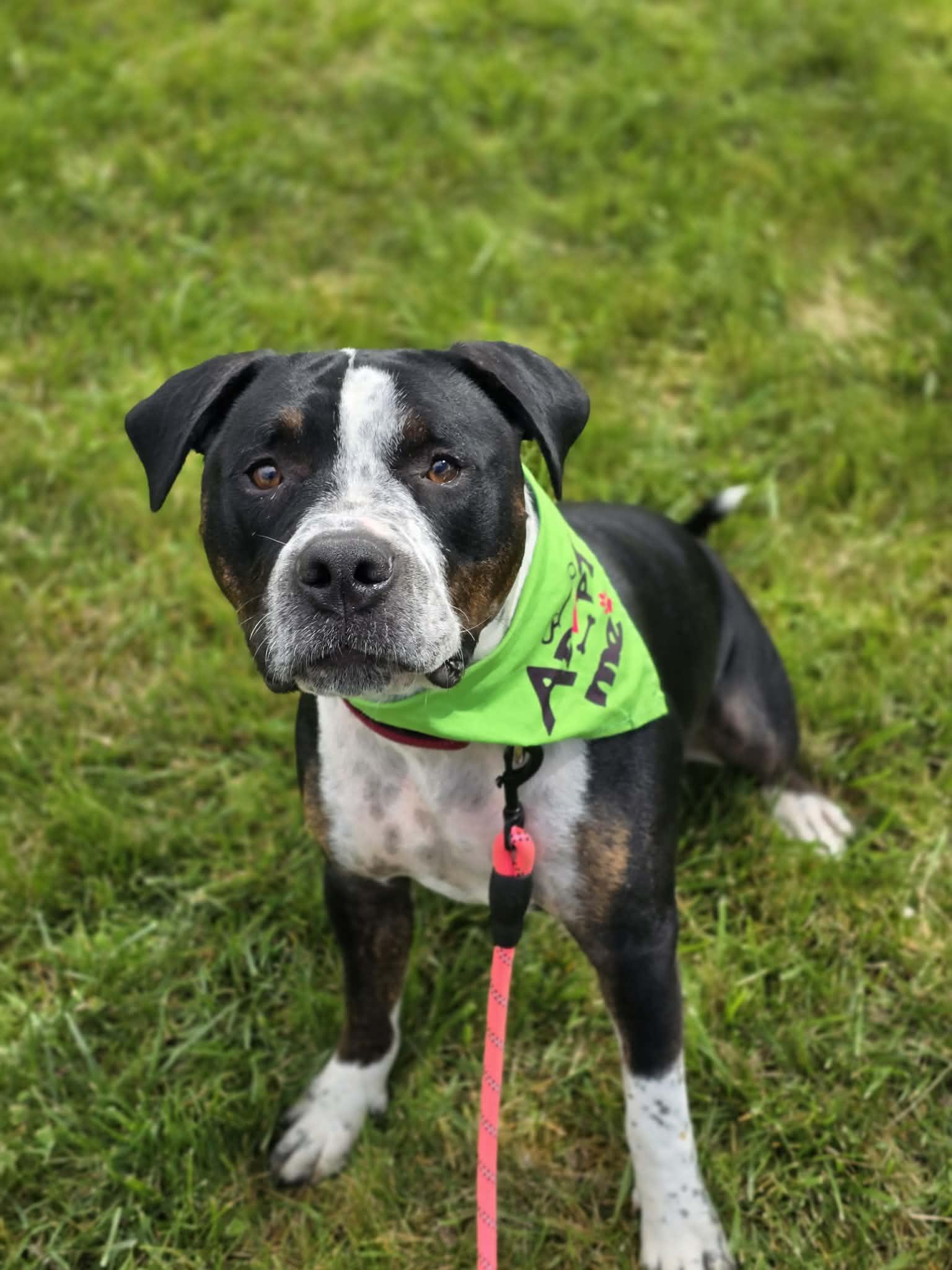 Enlarge Cosmo, a ADOPTABLE mixed breed in Grants Pass, OR image 4/5