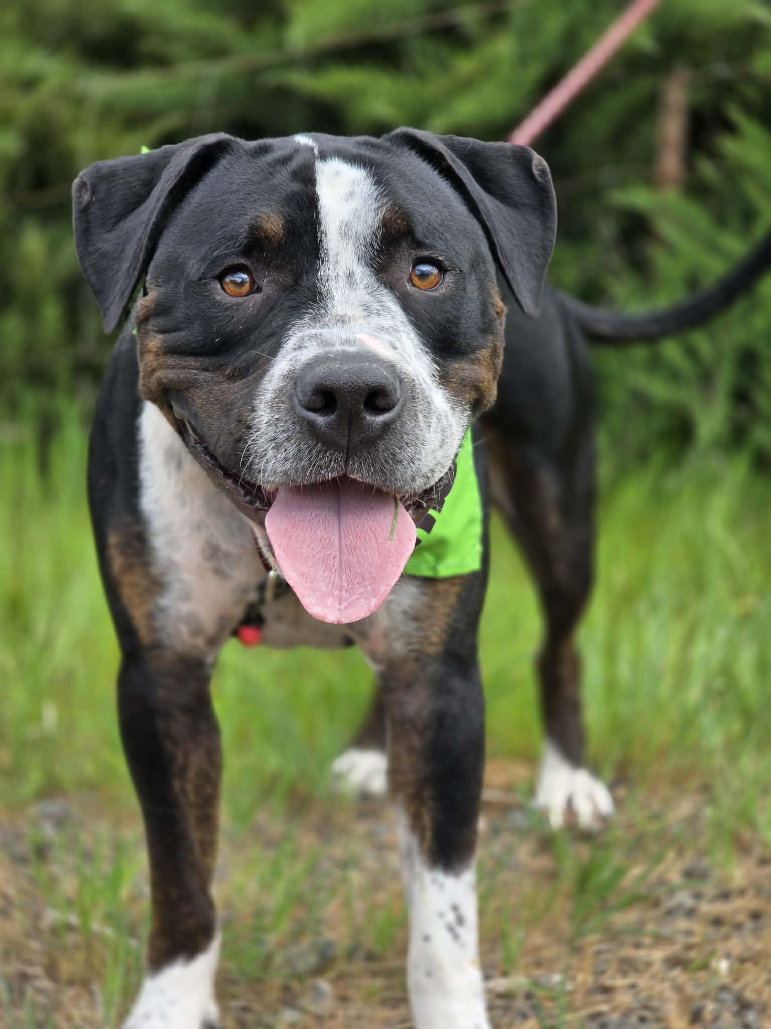 Cosmo, ADOPTABLE, Young Male American Staffordshire Terrier.