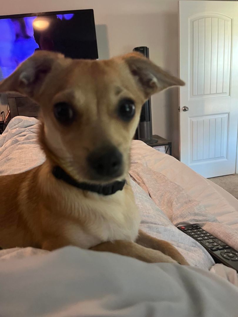 Cheeto, a Adoptable mixed breed in New Braunfels, TX image 2/4