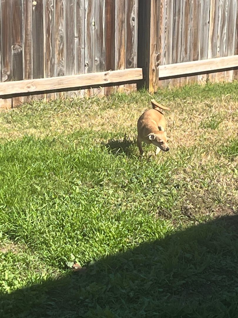 Cheeto, a Adoptable mixed breed in New Braunfels, TX image 4/4