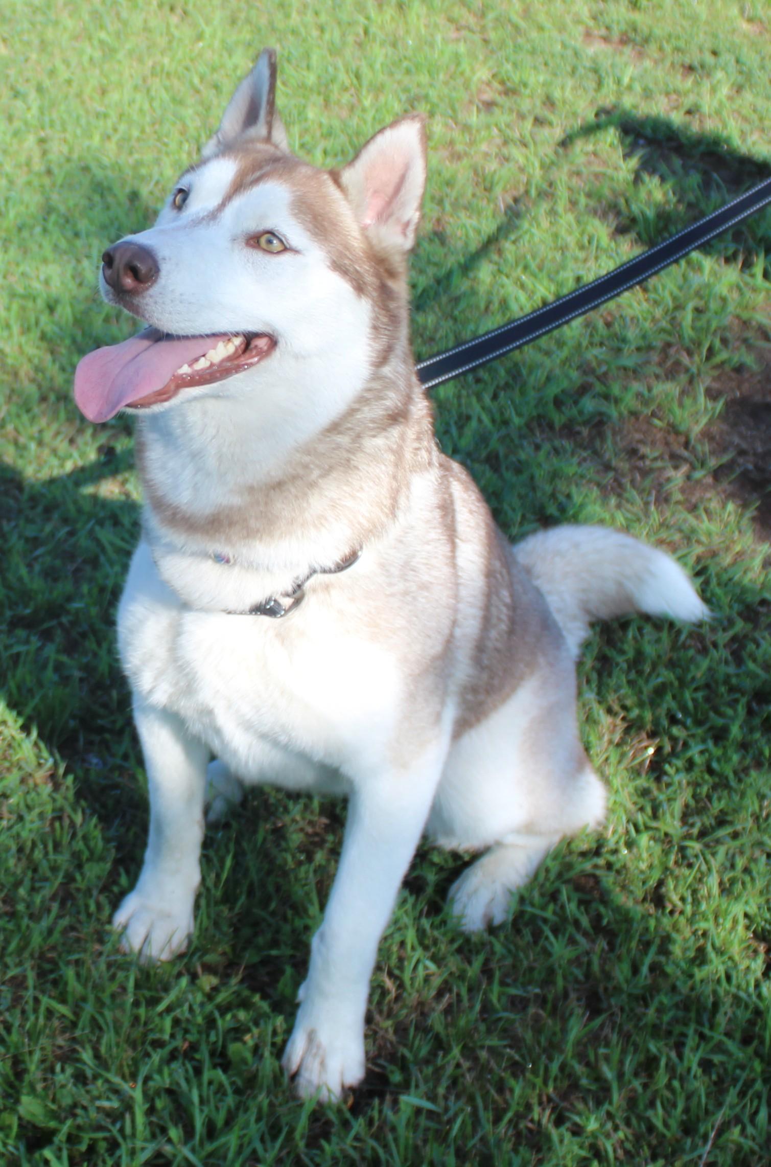 Camry, Adult Female unknown
