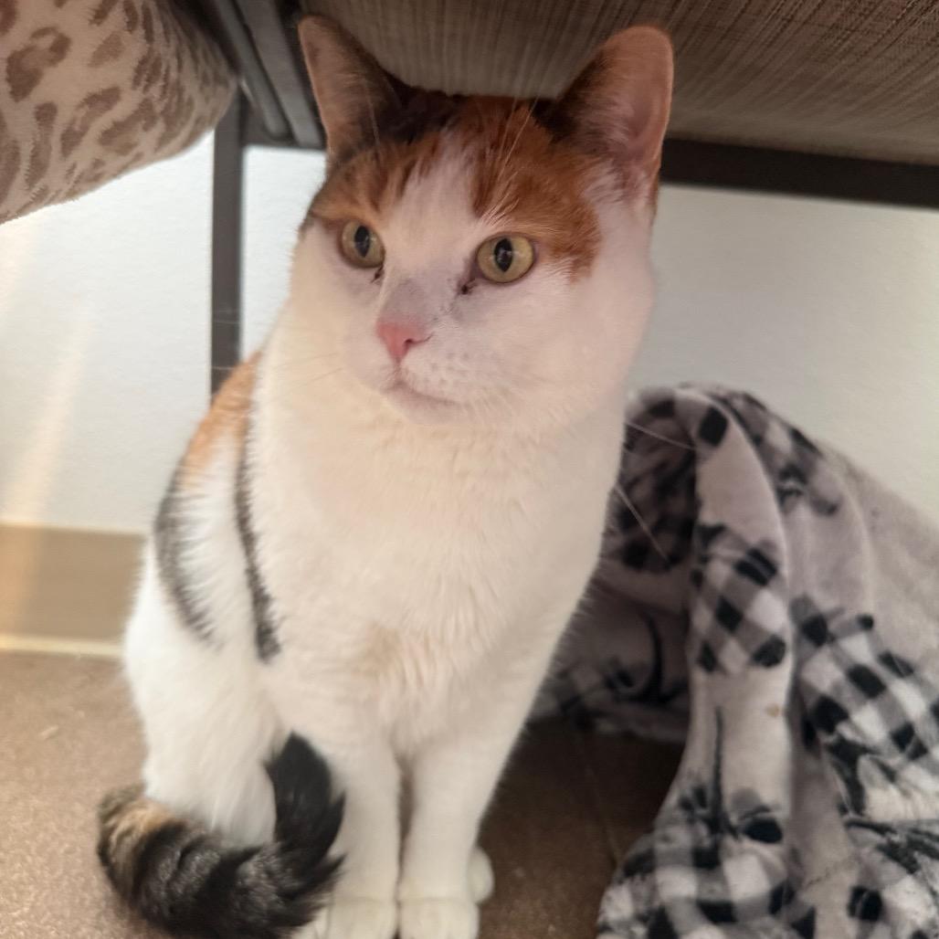 Dalilah, Adoptable, Senior Female Domestic Short Hair.