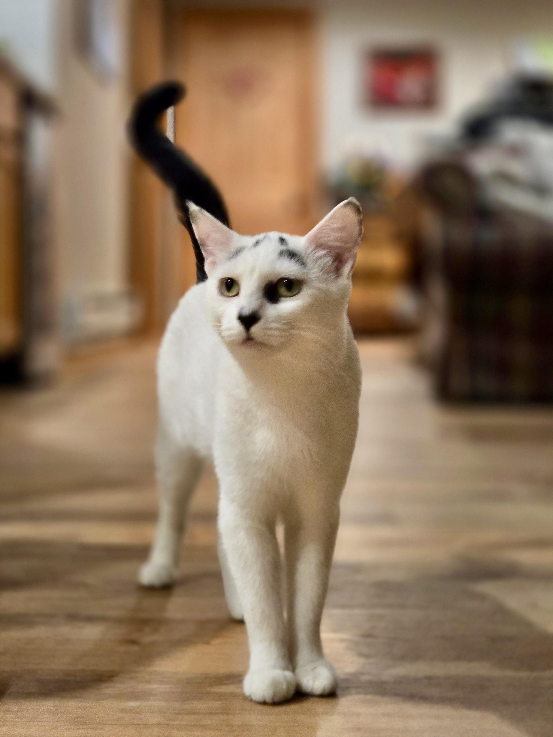 Skidaroo, Adoptable, Young Female Domestic Short Hair.