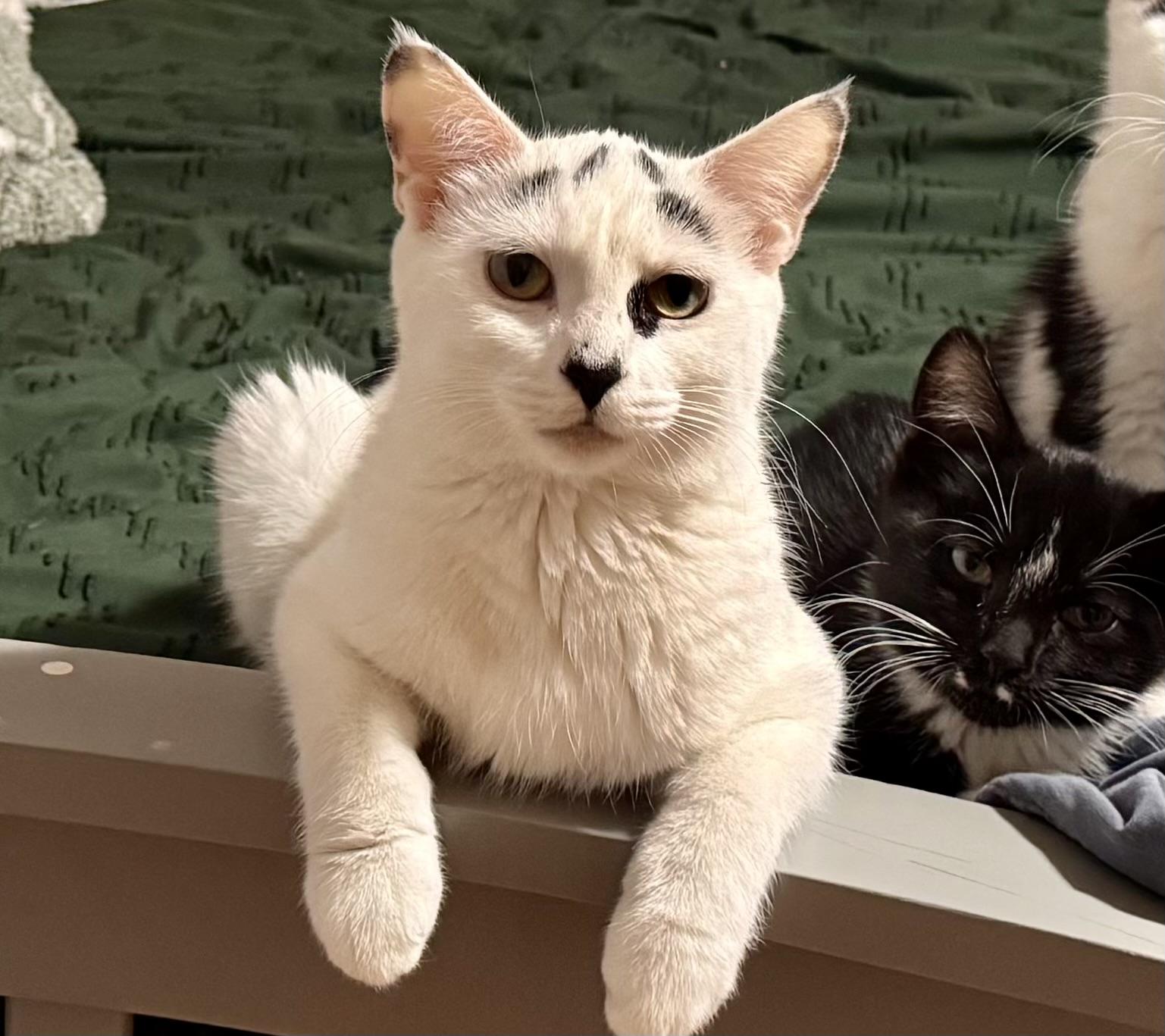 Enlarge Skidaroo, a Adoptable Domestic Short Hair in Belvidere, IL image 1/4