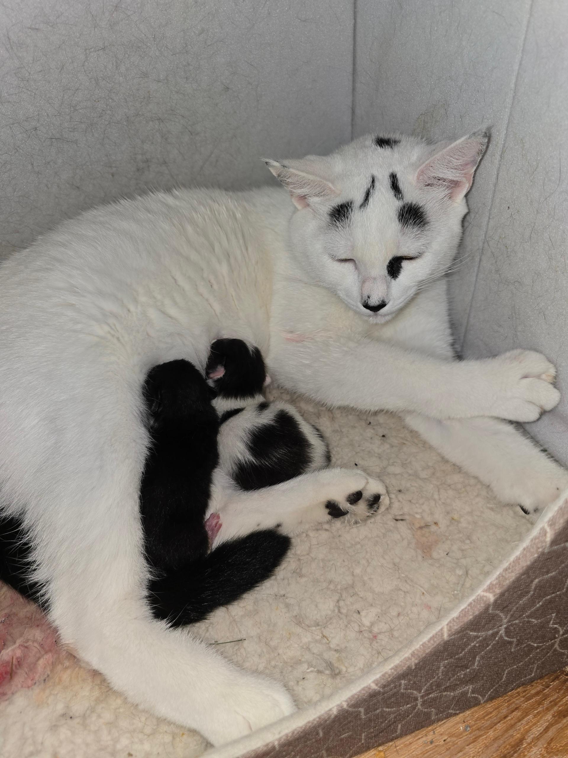 Skidaroo, Adoptable, Young Female Domestic Short Hair.