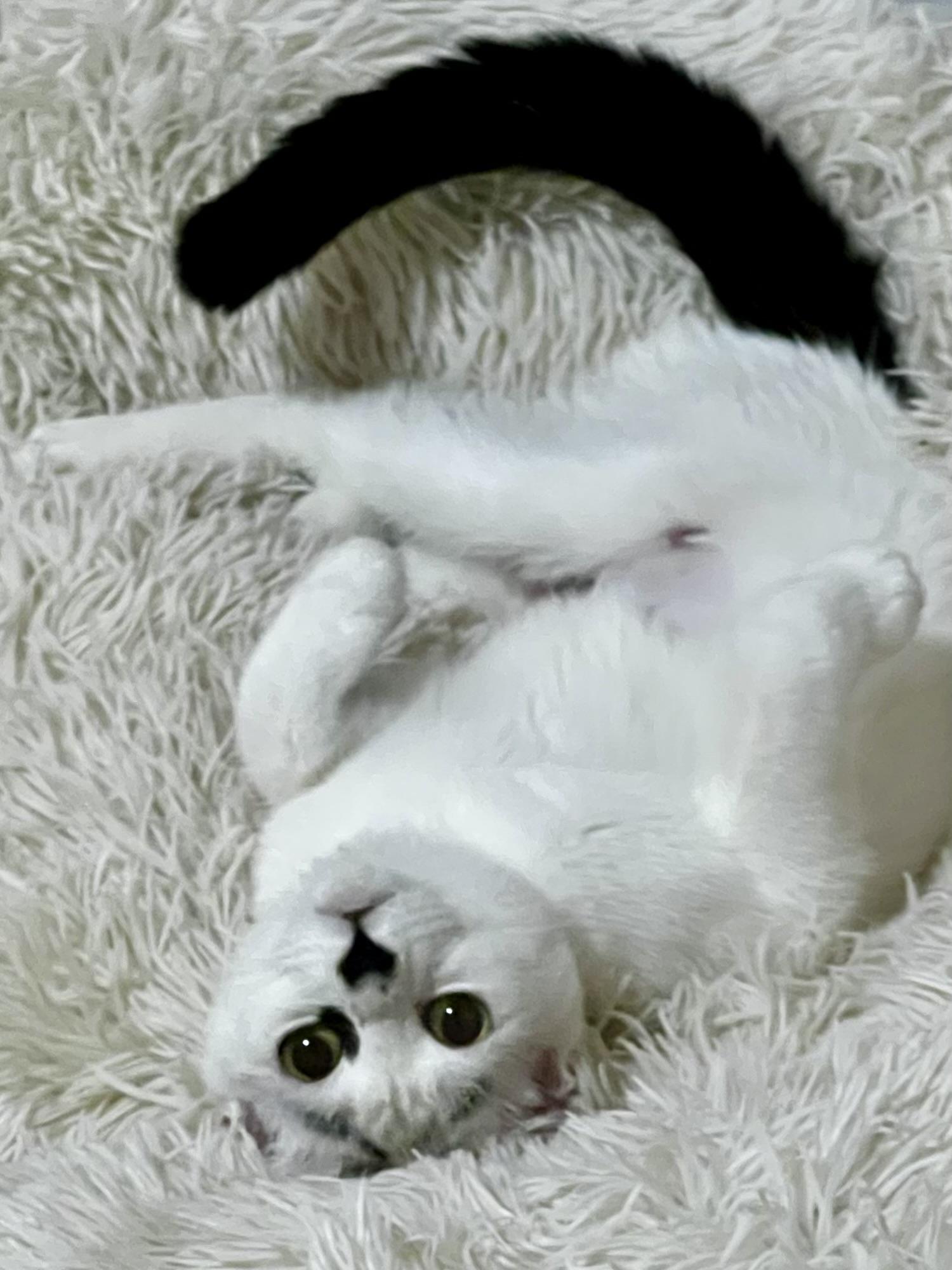 Enlarge Skidaroo, a Adoptable Domestic Short Hair in Belvidere, IL image 3/4