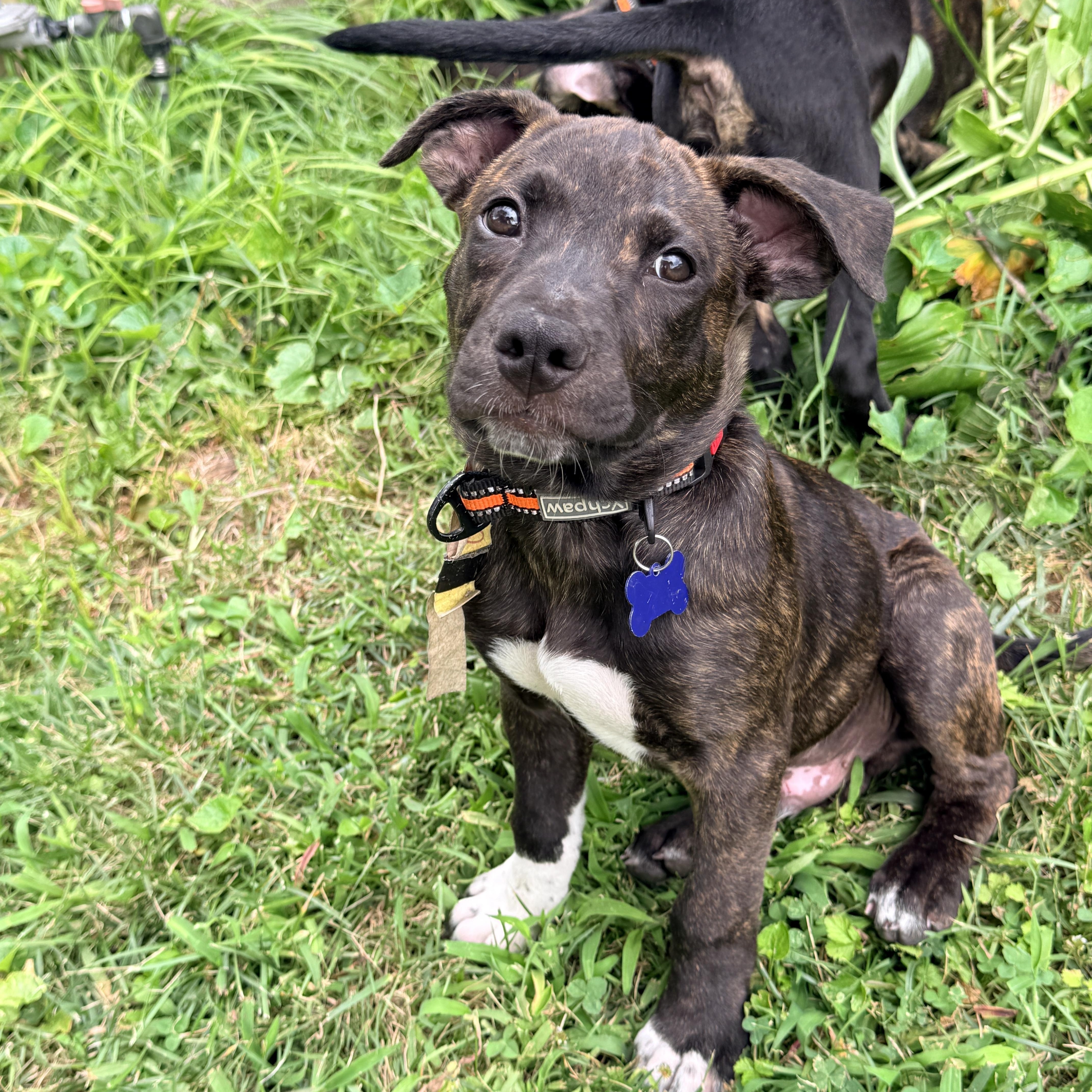 Otis -Reduced adoption fee, a Adoptable mixed breed in Columbia, MD image 2/5