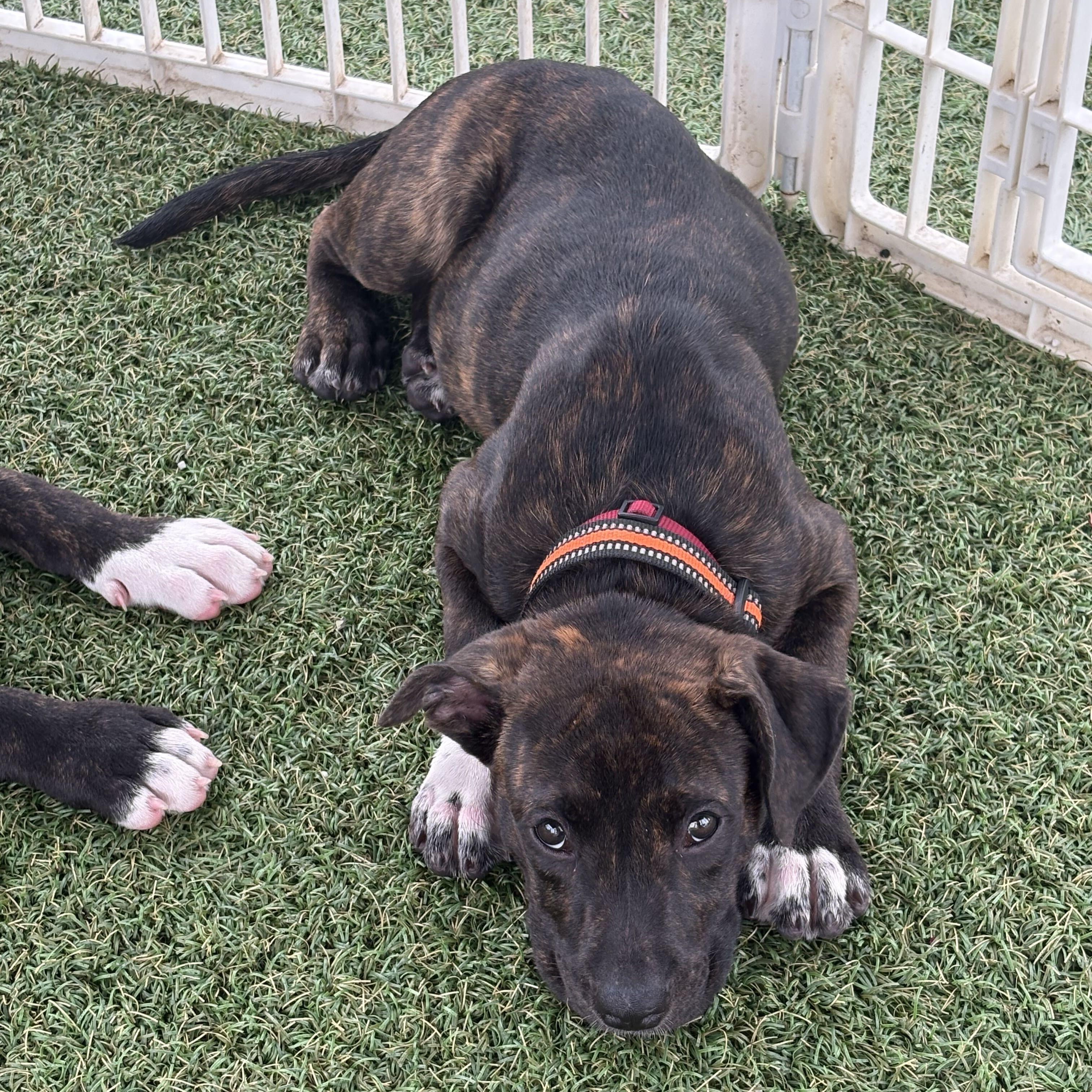 Otis -Reduced adoption fee, Adoptable, Puppy Male Hound & Pit Bull Terrier.