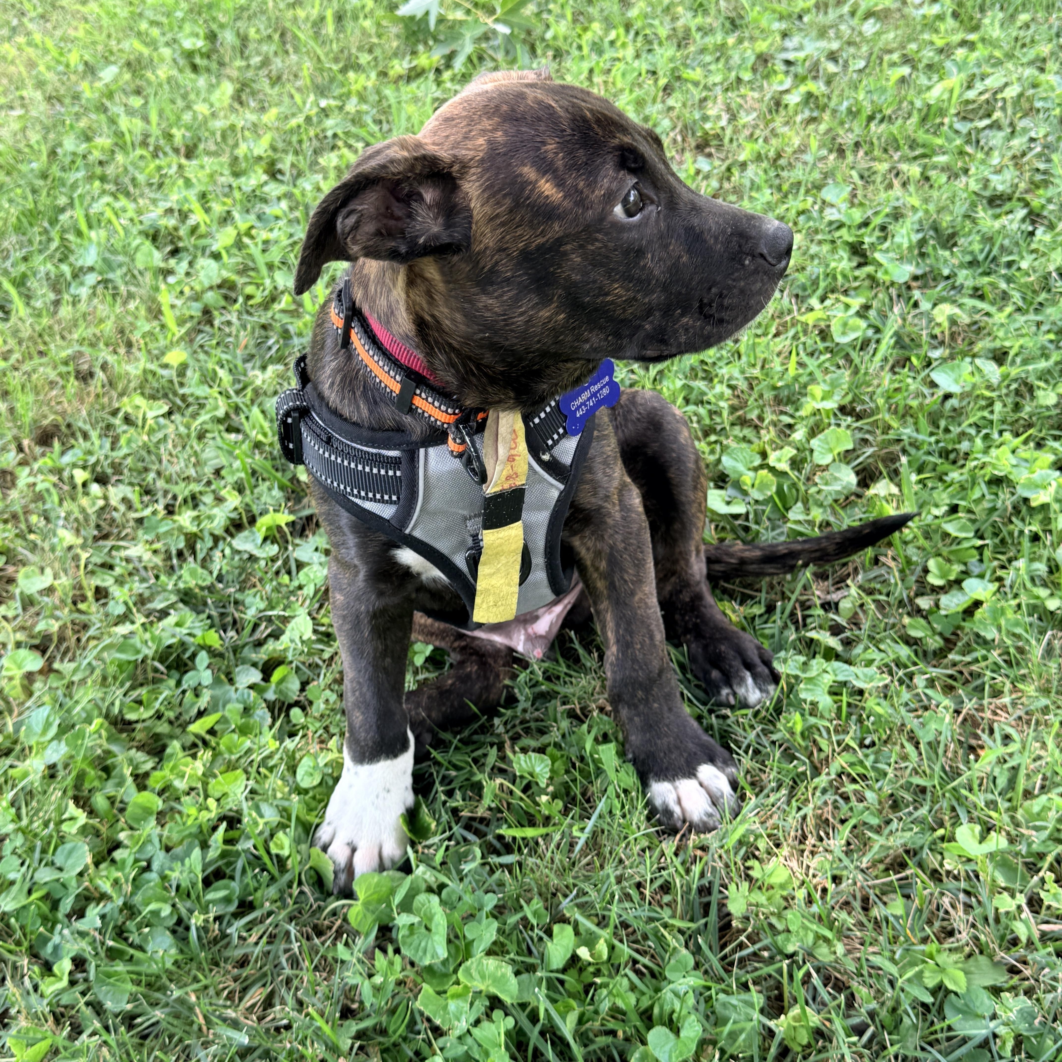 Otis -Reduced adoption fee, a Adoptable mixed breed in Columbia, MD image 3/5