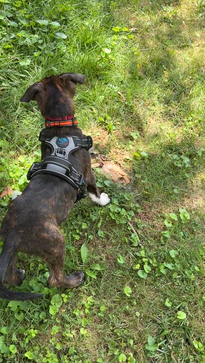 Enlarge Otis -Reduced adoption fee, a Adoptable mixed breed in Columbia, MD video 5/5