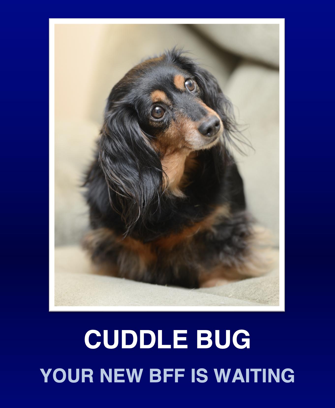 Minnie, Adoptable, Young Female Dachshund.