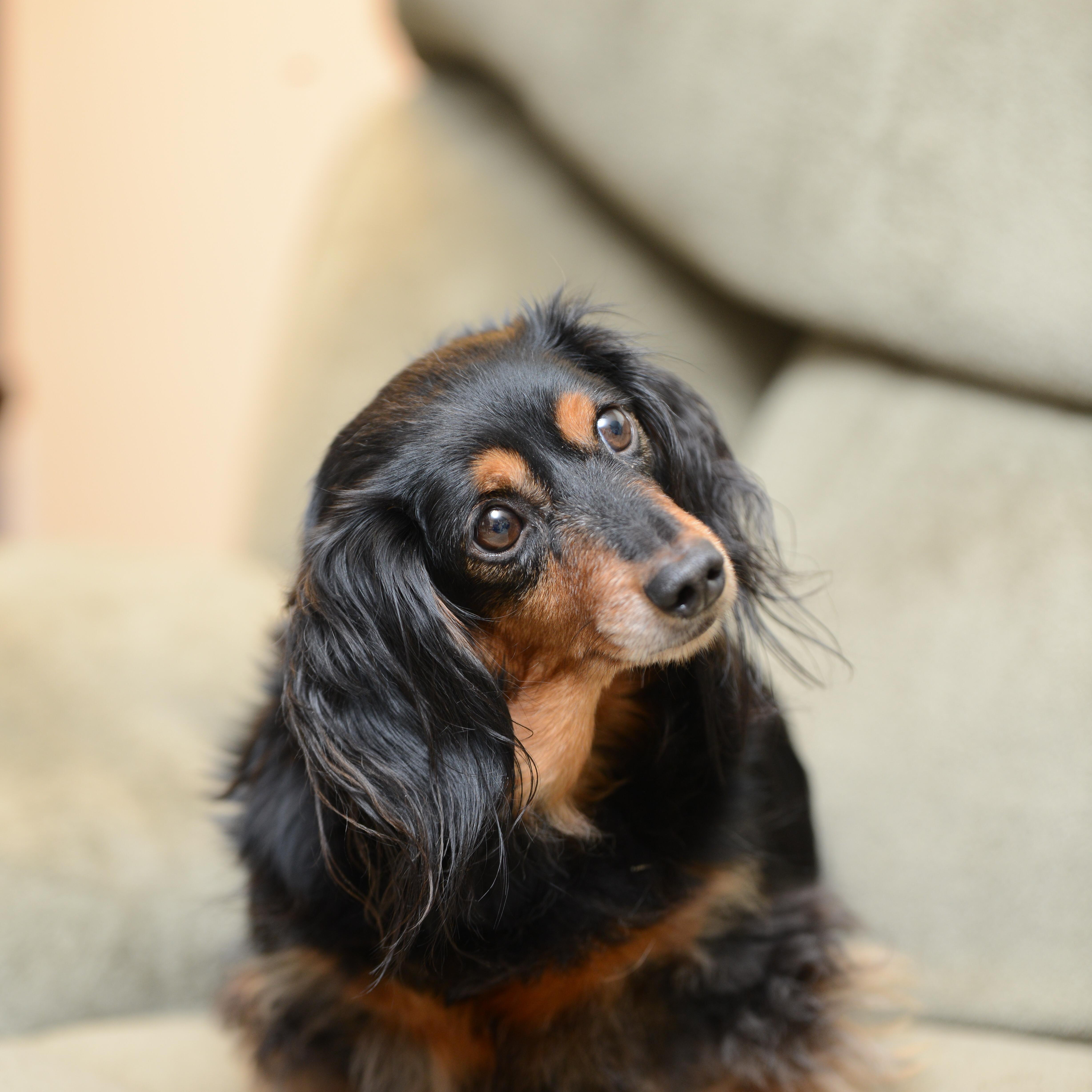 Enlarge Minnie, a Adoptable Dachshund in Morrisville, PA image 2/2