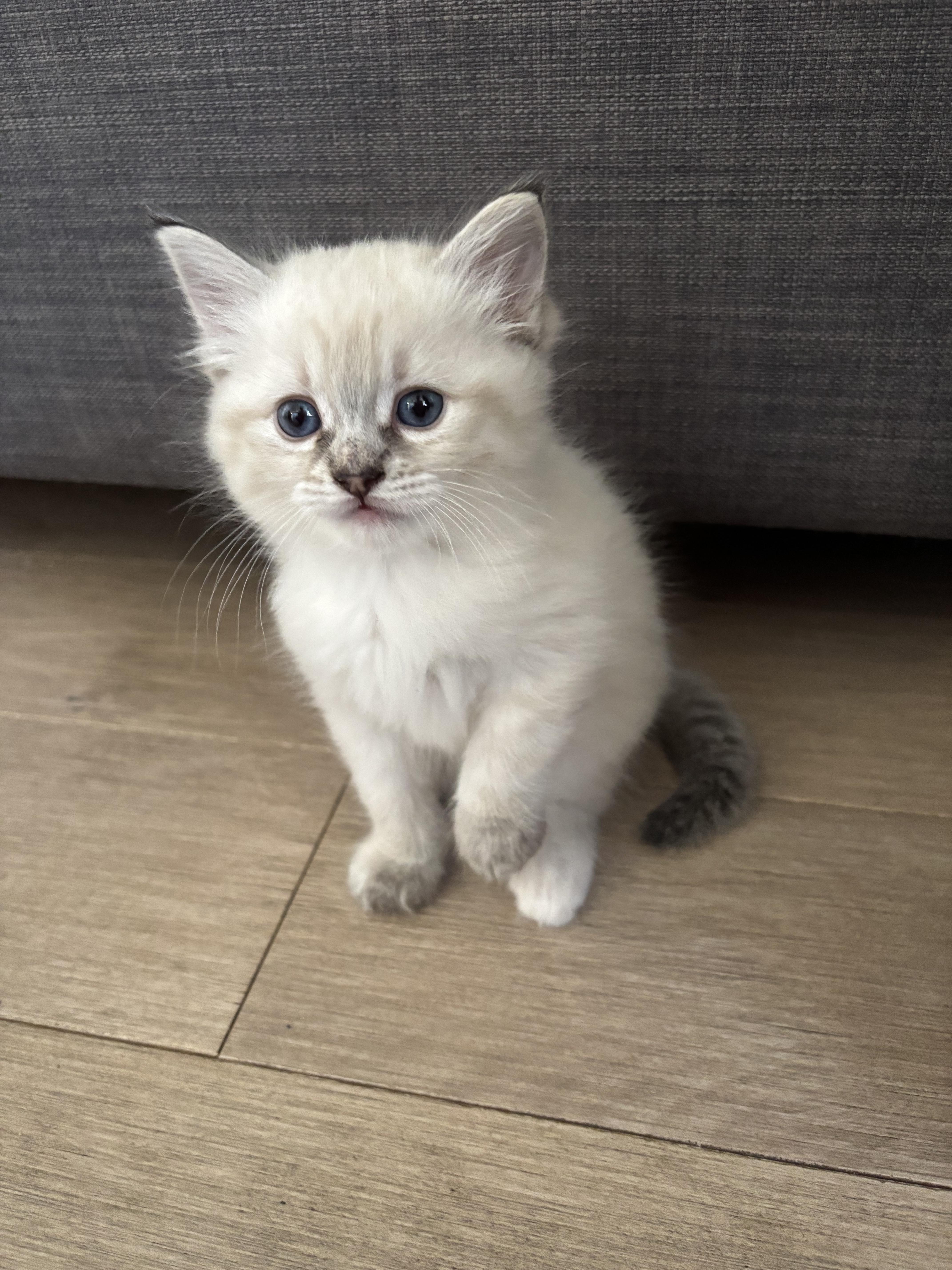 Fonteyn, a ADOPTABLE Siamese in Mississauga, ON image 2/5
