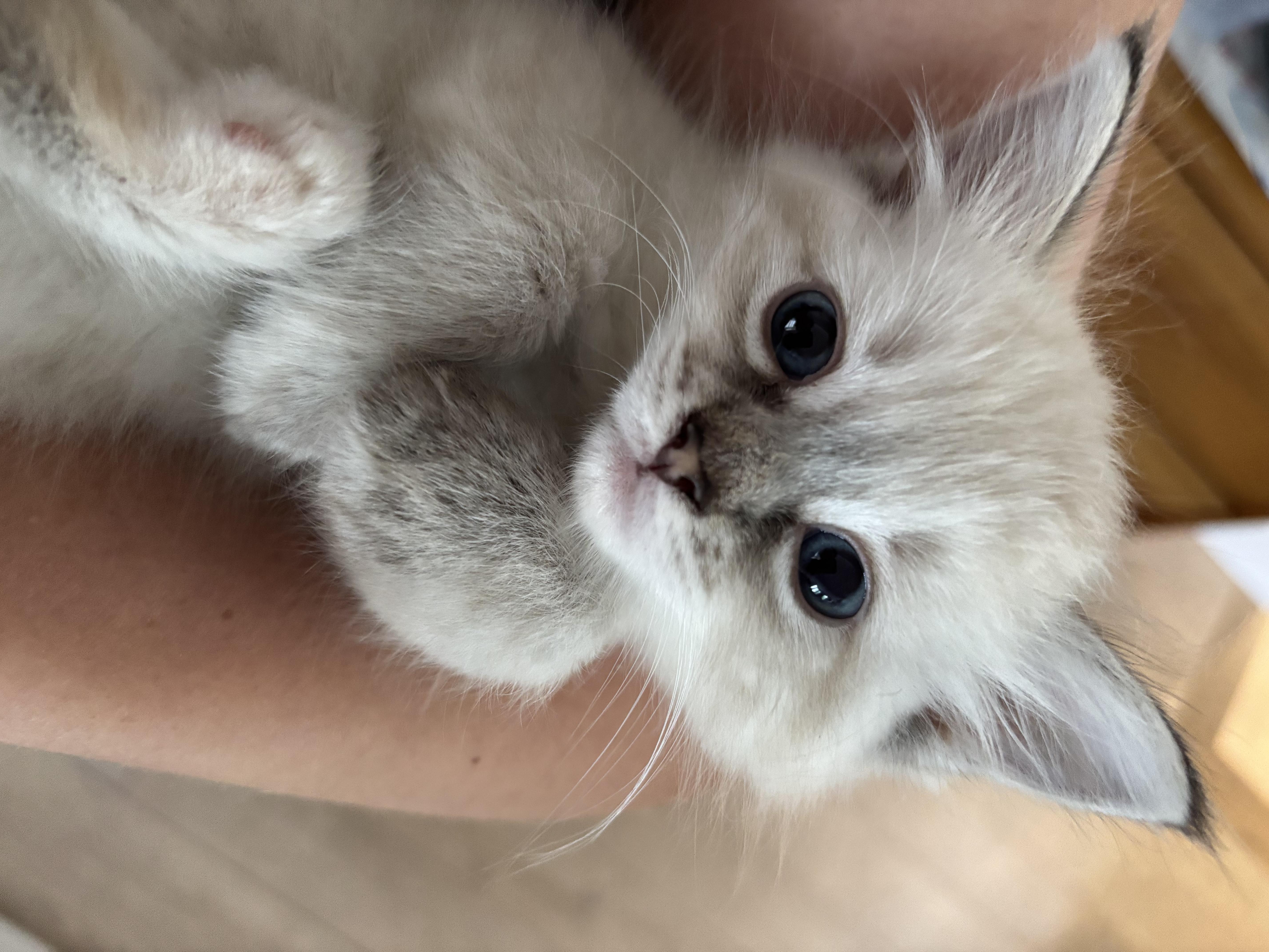 Fonteyn, ADOPTABLE, Kitten Female Siamese.